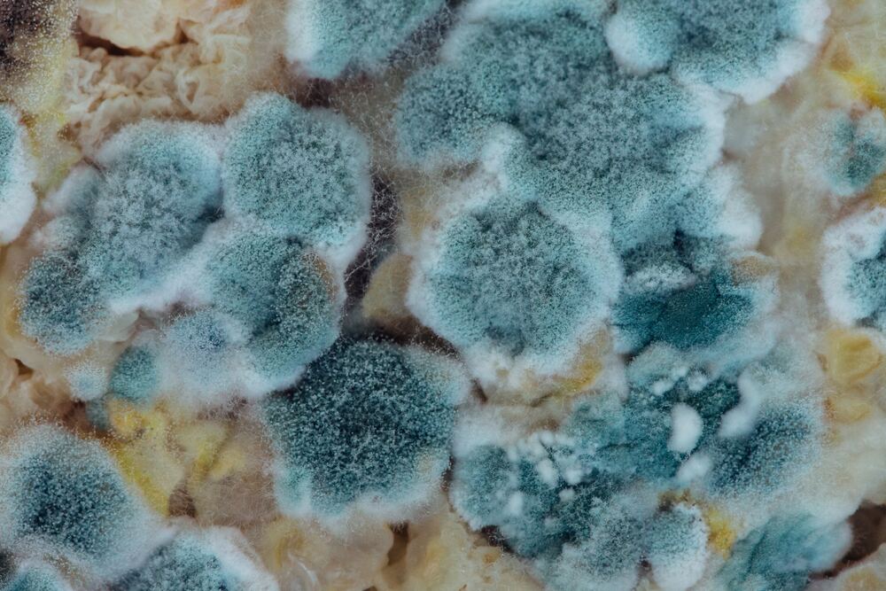 Mould colonies growing on a damp substrate