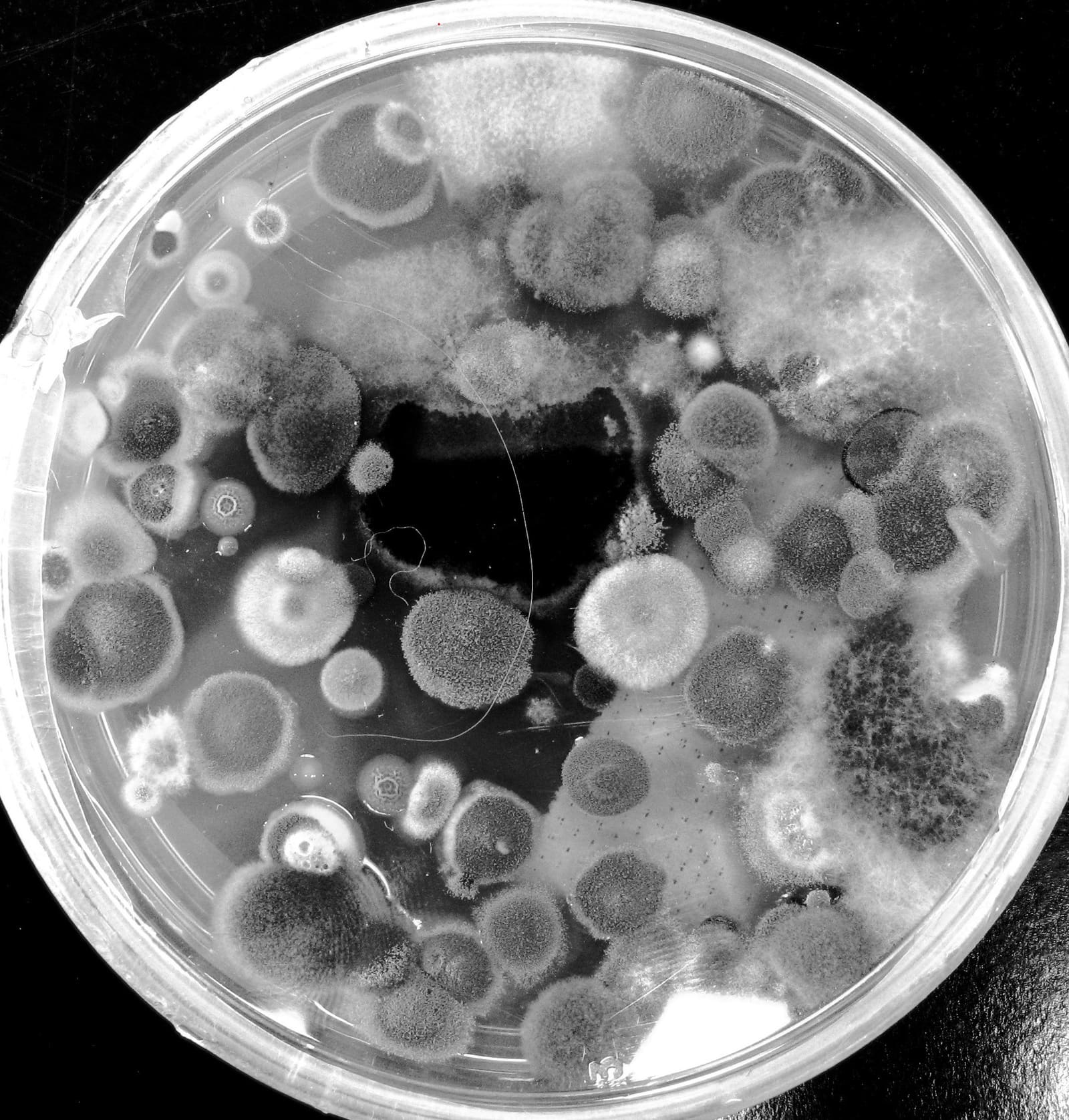 Mould colonies on an agar plate