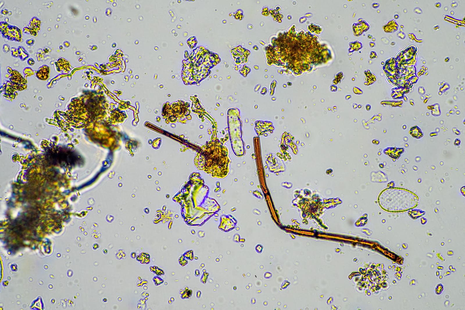 Spore trap microscopy field of view