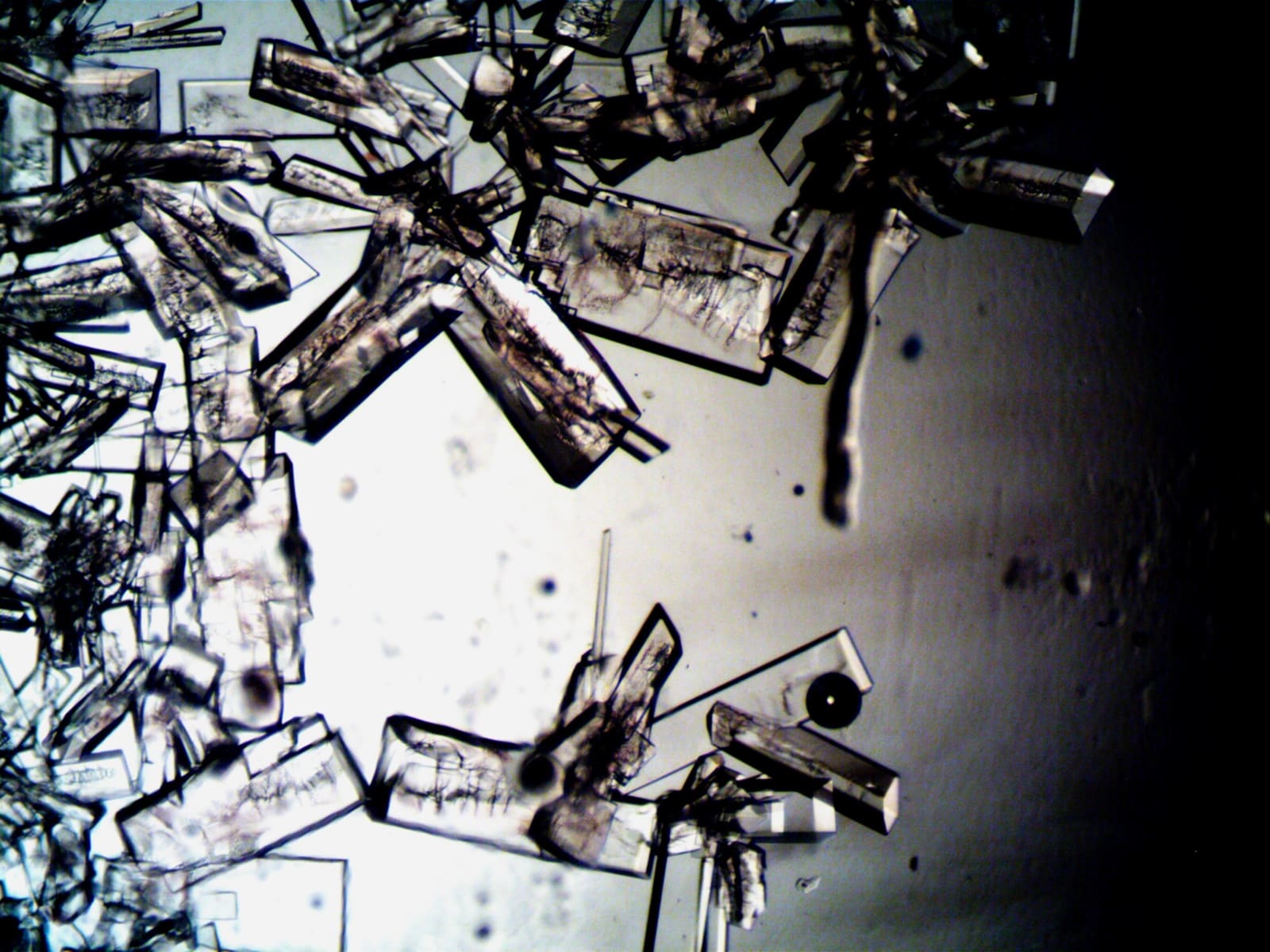 Crystalline particles under microscope from a tape lift