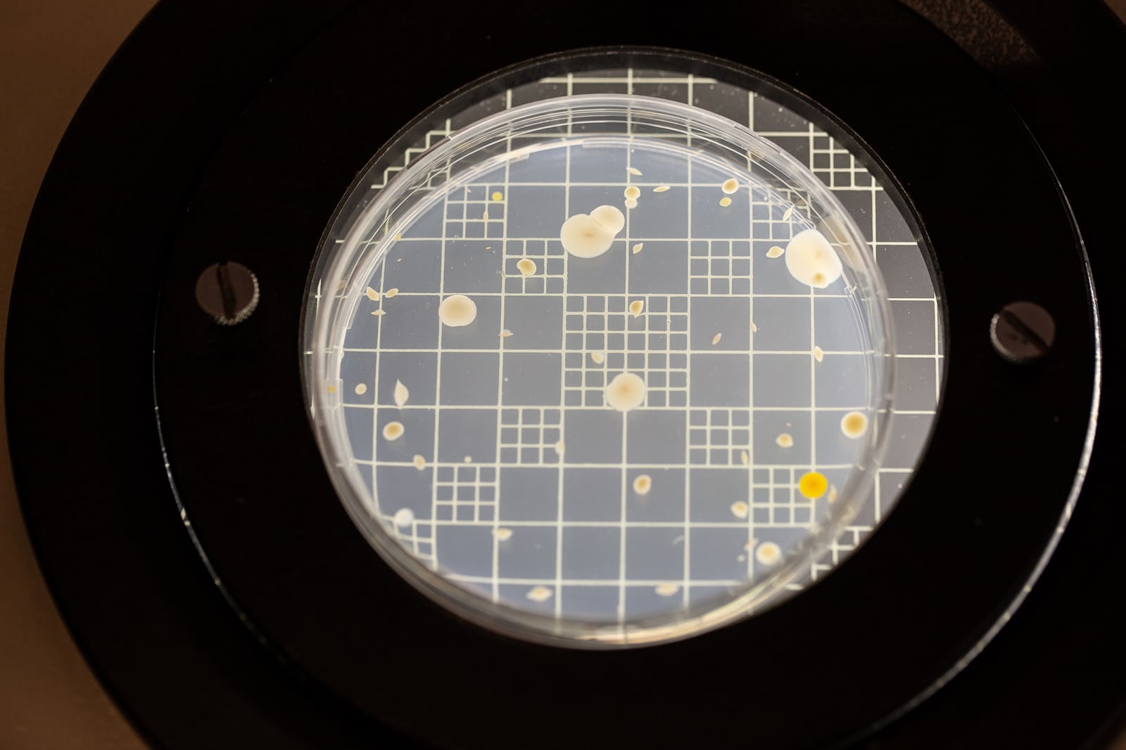 Bacterial colonies on a gridded petri dish
